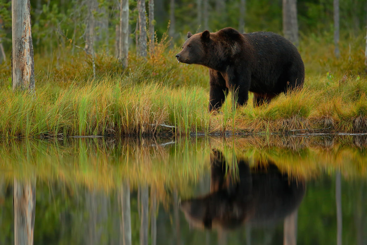framedposter-print-bear-and-fish-x