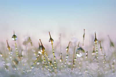 poster-print-the-dew-drops