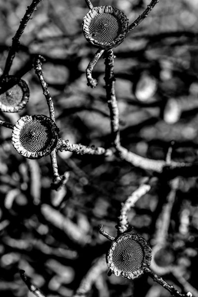 poster-print-organic-harmony