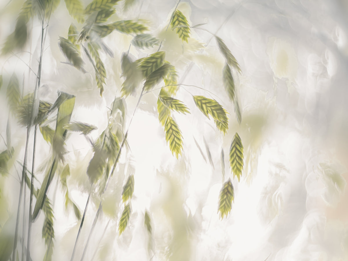 modern-4-piece-acrylic-print-grass-blades