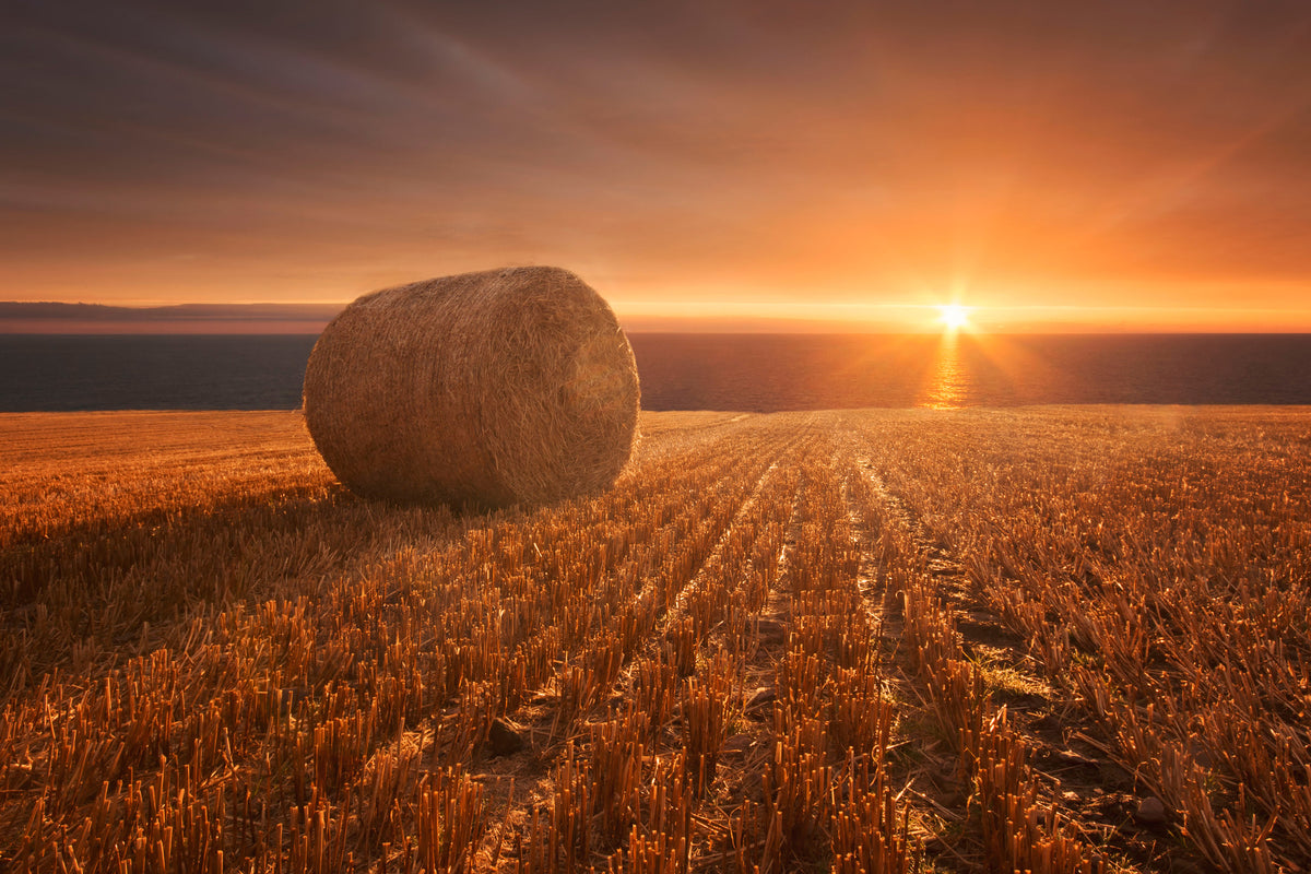 acrylic-print-gold-harvest-x