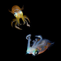 canvas-print-sea-jewels
