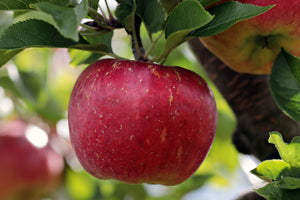 3-piece-canvas-print-apple-in-xxl