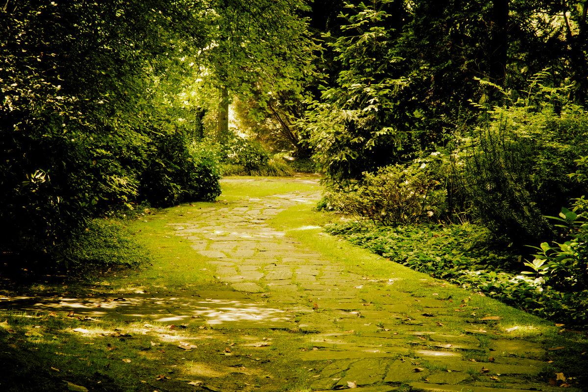 canvas-print-moss-covered-path