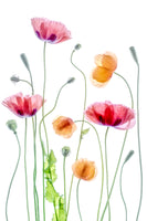 framedposter-print-poppies-2