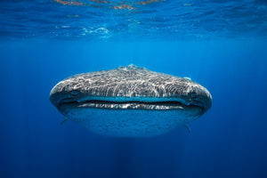 canvas-print-face-to-face-with-a-whale-shark