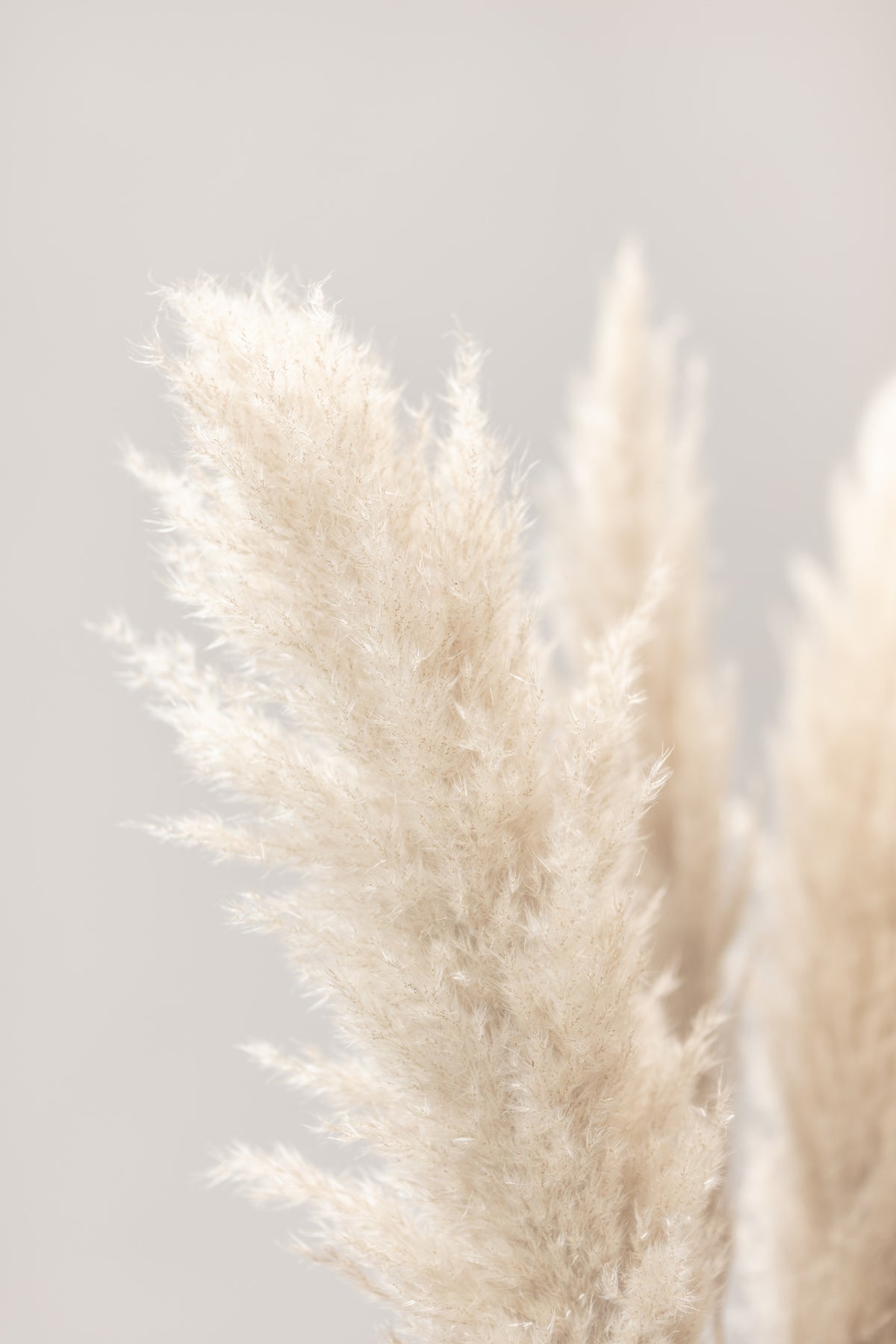 framedposter-print-pampas-grass-grey-03