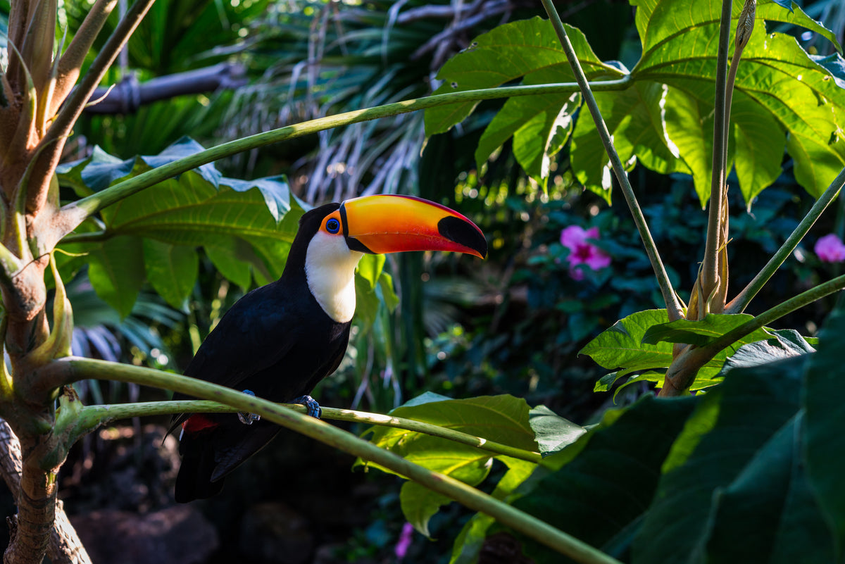 poster-print-toucan-king-of-the-rainforest