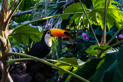 poster-print-toucan-king-of-the-rainforest