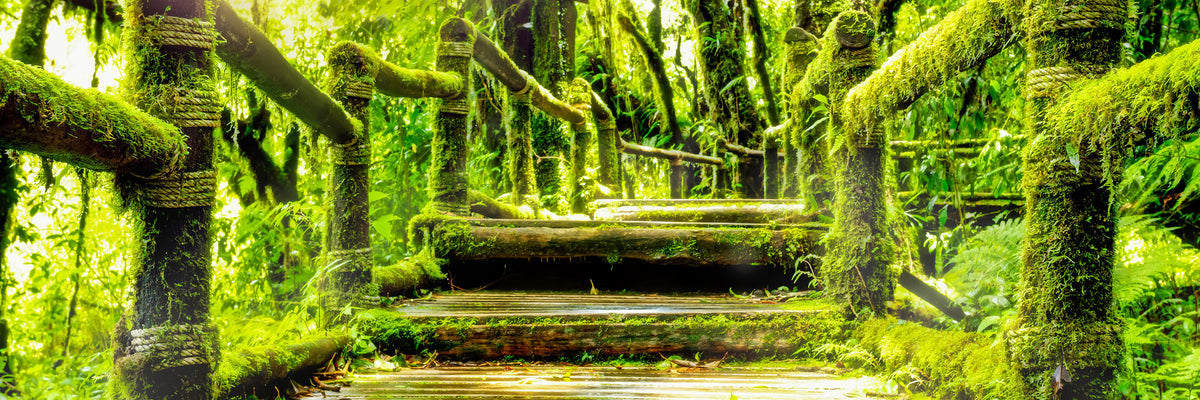 panoramic-3-piece-aluminium-print-moss-panorama