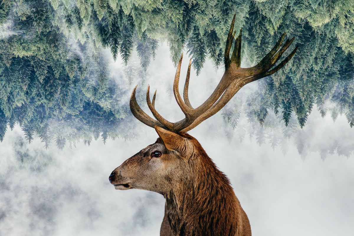 framedposter-print-the-deer-and-the-woods-x