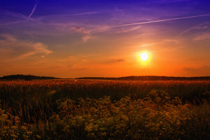 aluminium-print-sunset-at-the-flower-field