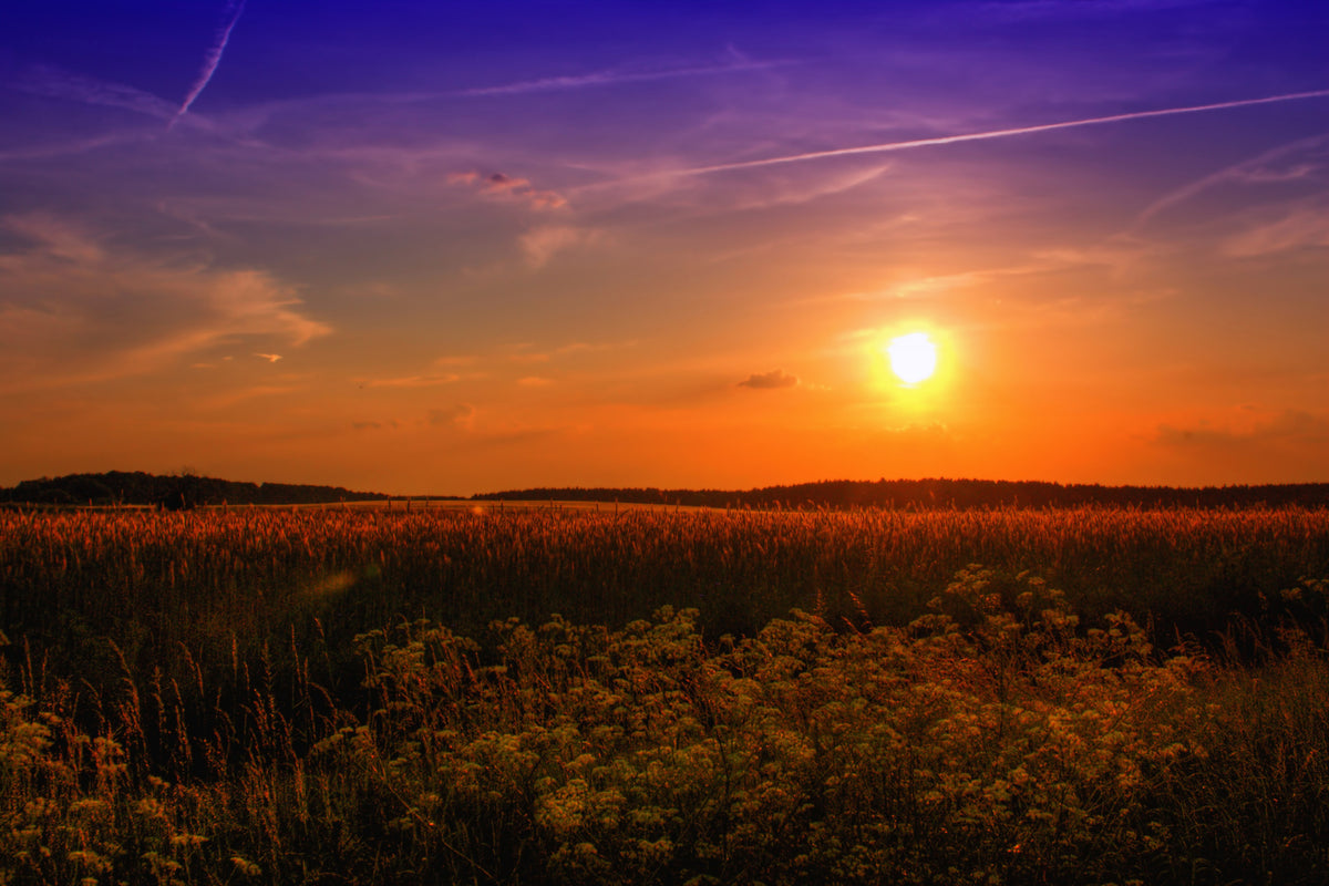 aluminium-print-sunset-at-the-flower-field
