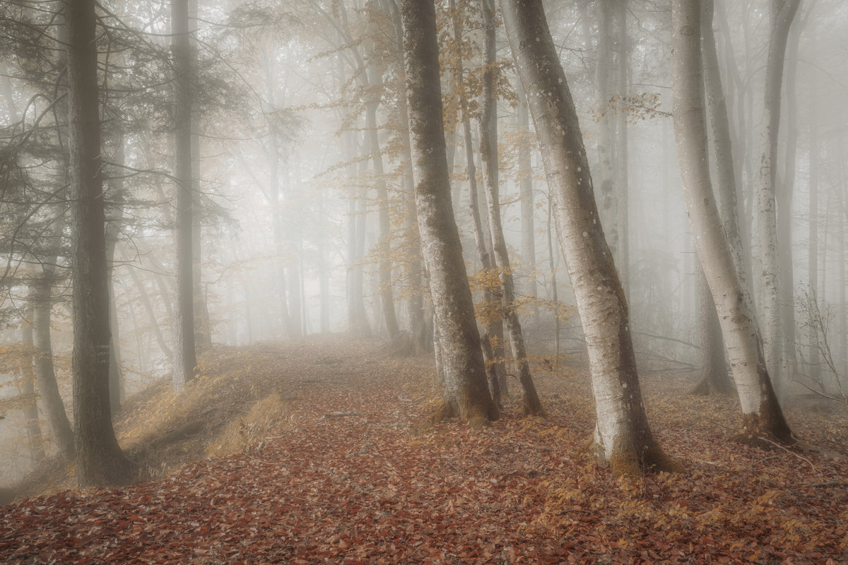 framedcanvas-print-autumn-trees