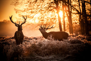 aluminium-print-red-deer-in-morning-sun-8srun