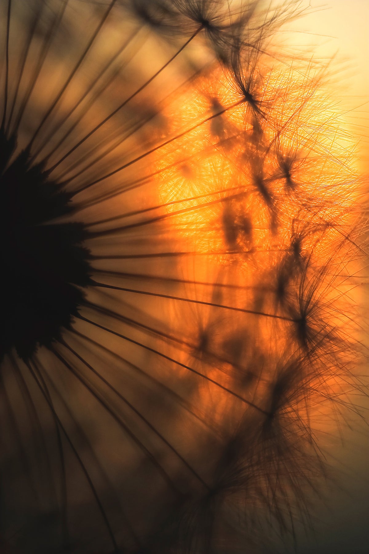 acrylic-print-sunset-x
