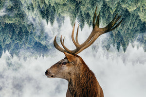 aluminium-print-the-deer-and-the-woods-x
