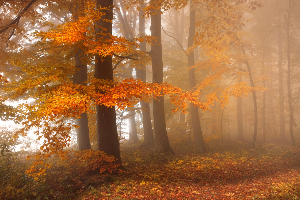 modern-3-piece-acrylic-print-edge-of-the-woods