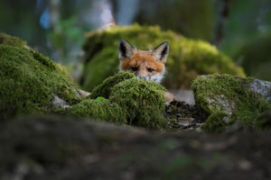 framedcanvas-print-curious-fox-x