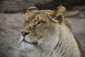 framedcanvas-print-head-of-a-lioness