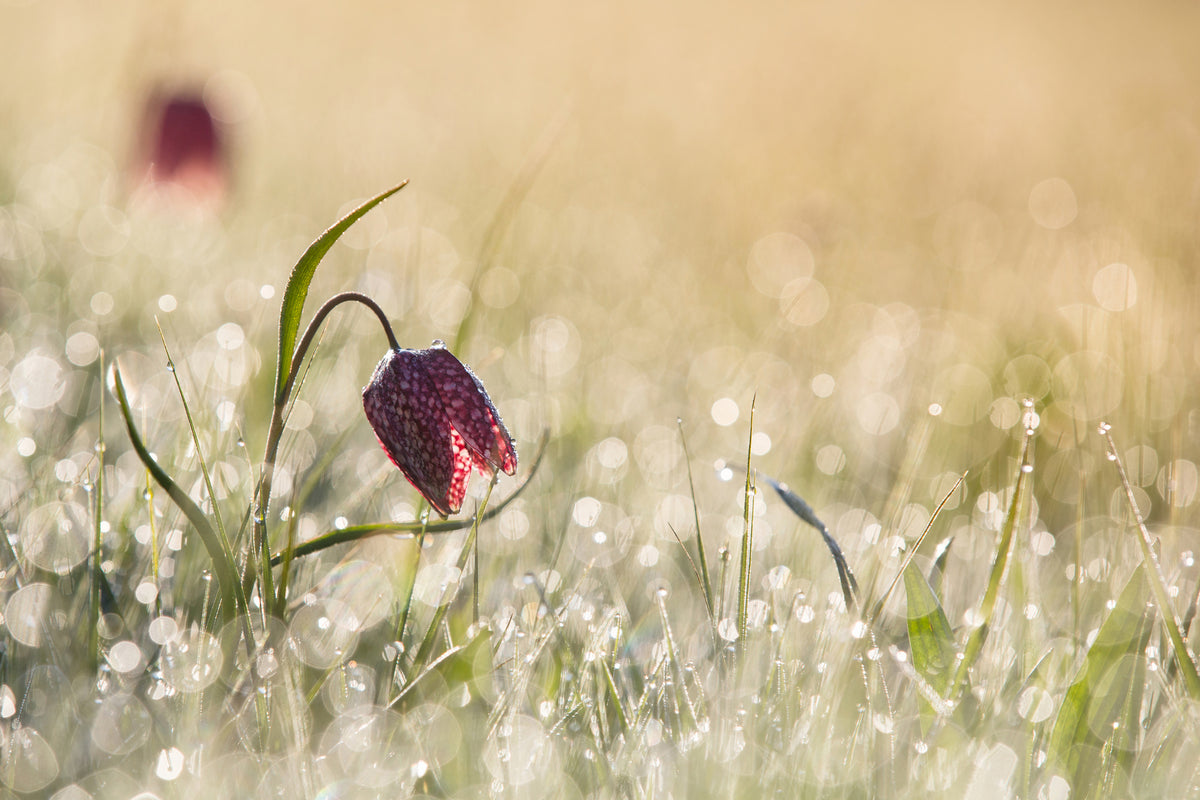 framedcanvas-print-morningdew
