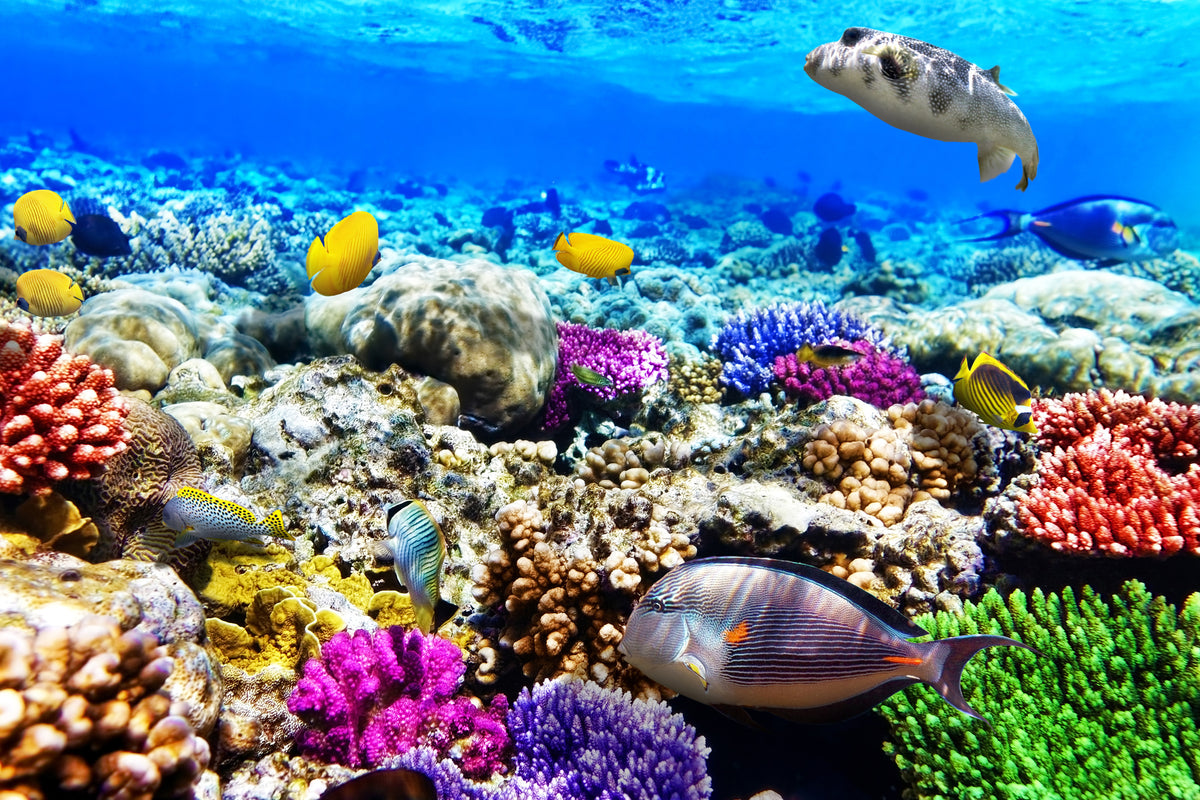 modern-3-piece-canvas-print-fish-aquarium