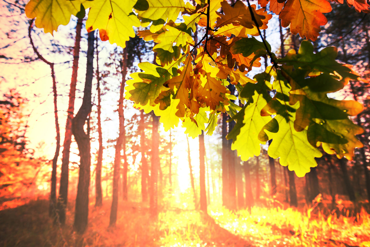 3-piece-canvas-print-autumn