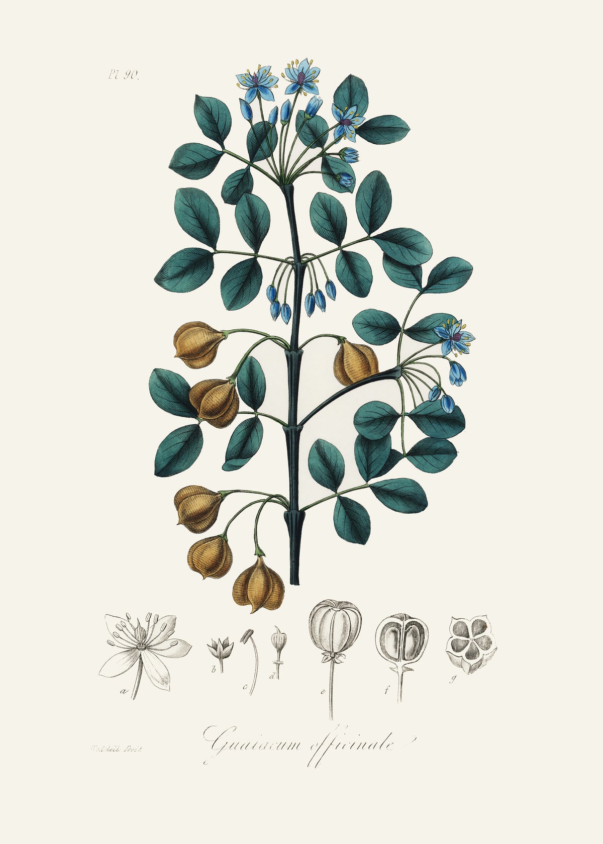 acrylic-print-guaiacwood-guaiacum-officinale-medical-botany