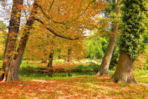 3-piece-canvas-print-in-the-middle-of-autumn-trees