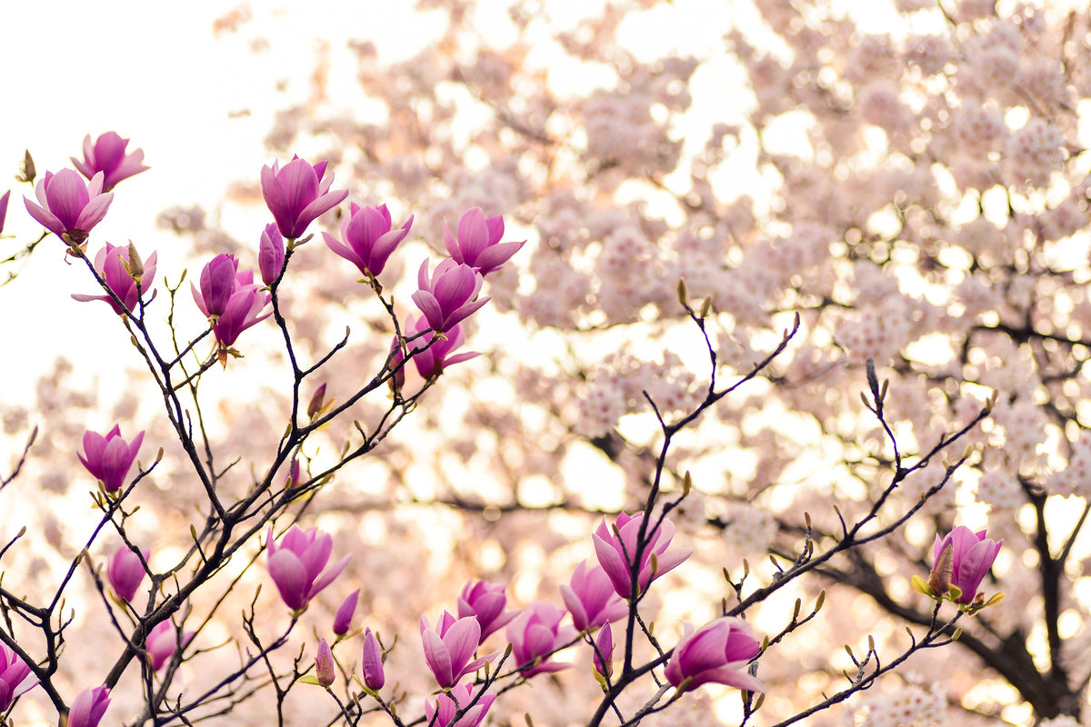 3-piece-canvas-print-beautiful-magnolia-xl