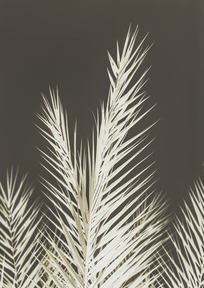 poster-print-luminescent-fronds