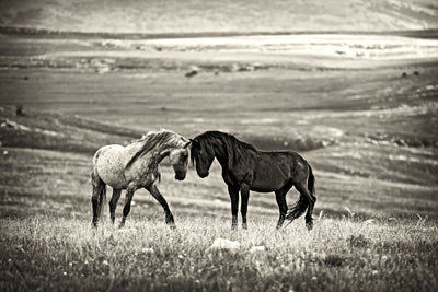 poster-print-close-encounter-x