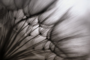 aluminium-print-dandelion-p