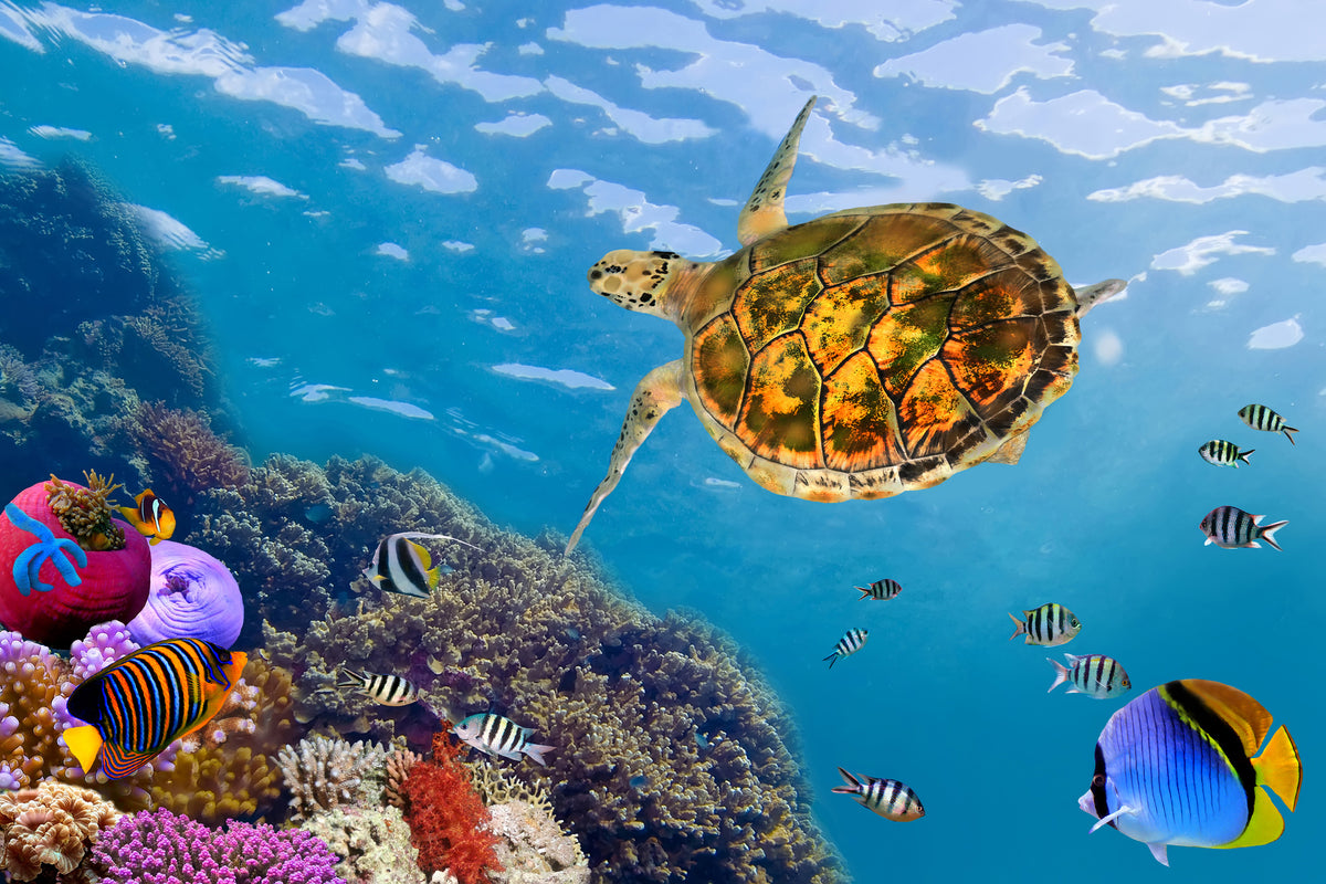 aluminium-print-the-turtle