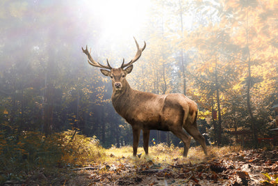 poster-print-stolzer-hirsch-im-herbstlichen-wald