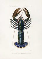 framedposter-print-crimson-crawfish