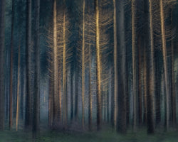 canvas-print-in-the-afternoon