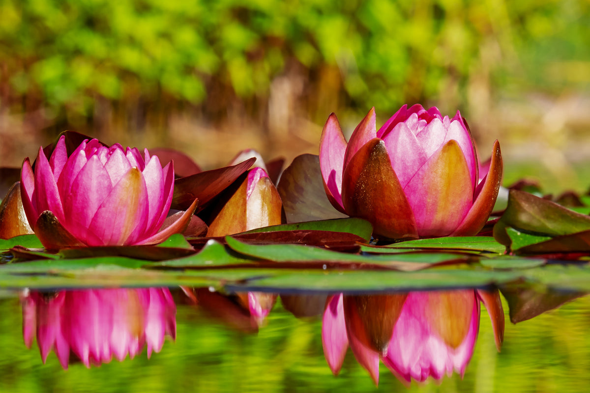 framedposter-print-red-water-lily-trio