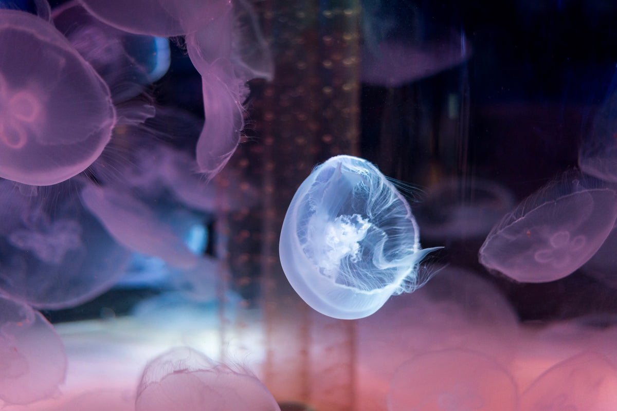 framedposter-print-the-beauty-of-jellyfish