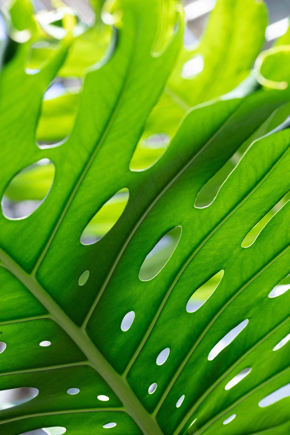 poster-print-graphic-leaf-1