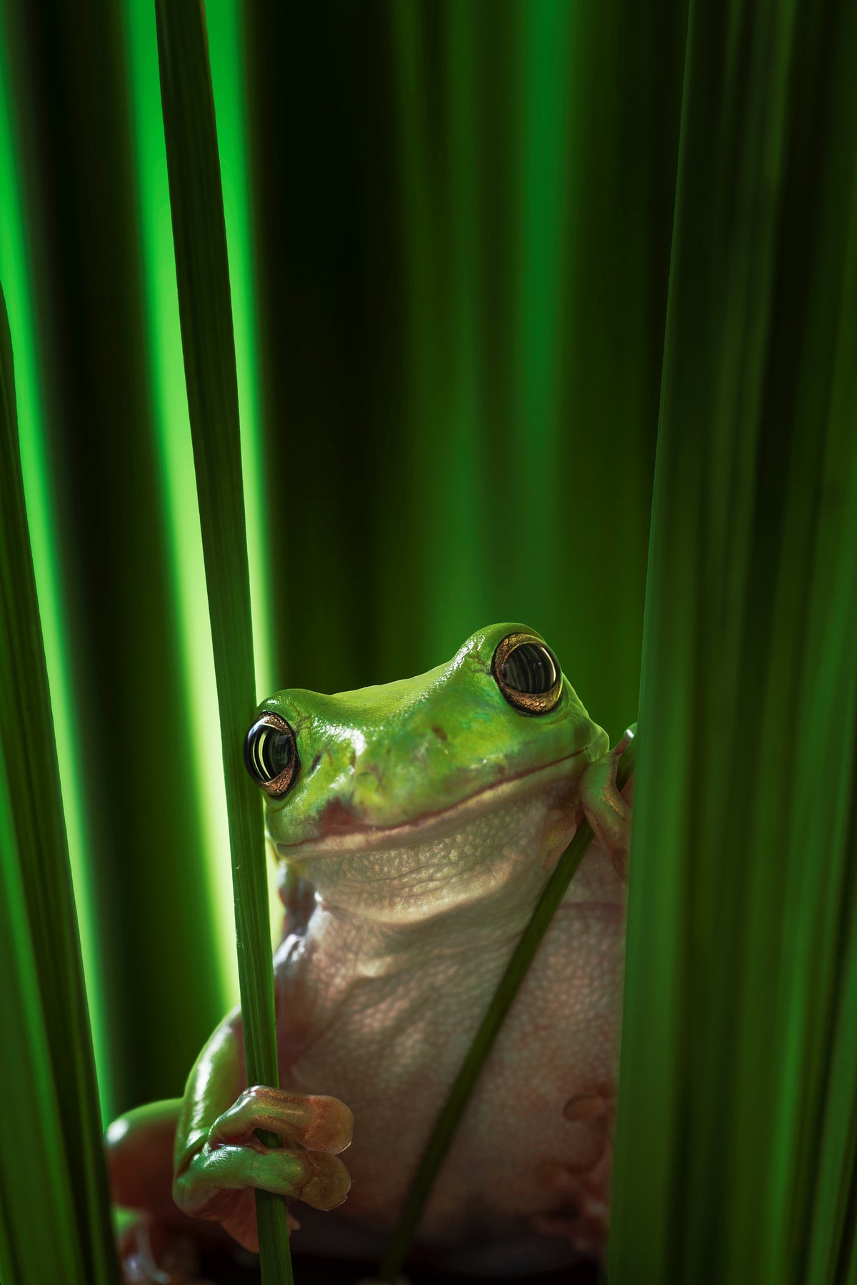 canvas-print-green-frog
