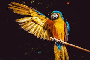 poster-print-the-macaw