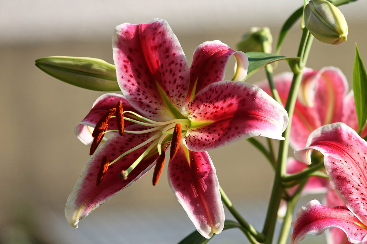 aluminium-print-close-up-lily-in-red