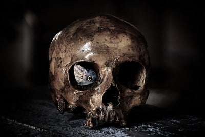 poster-print-the-skull