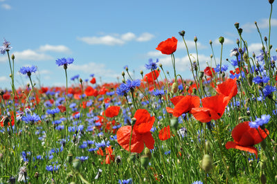 poster-print-feldblumen-am-wegesrand