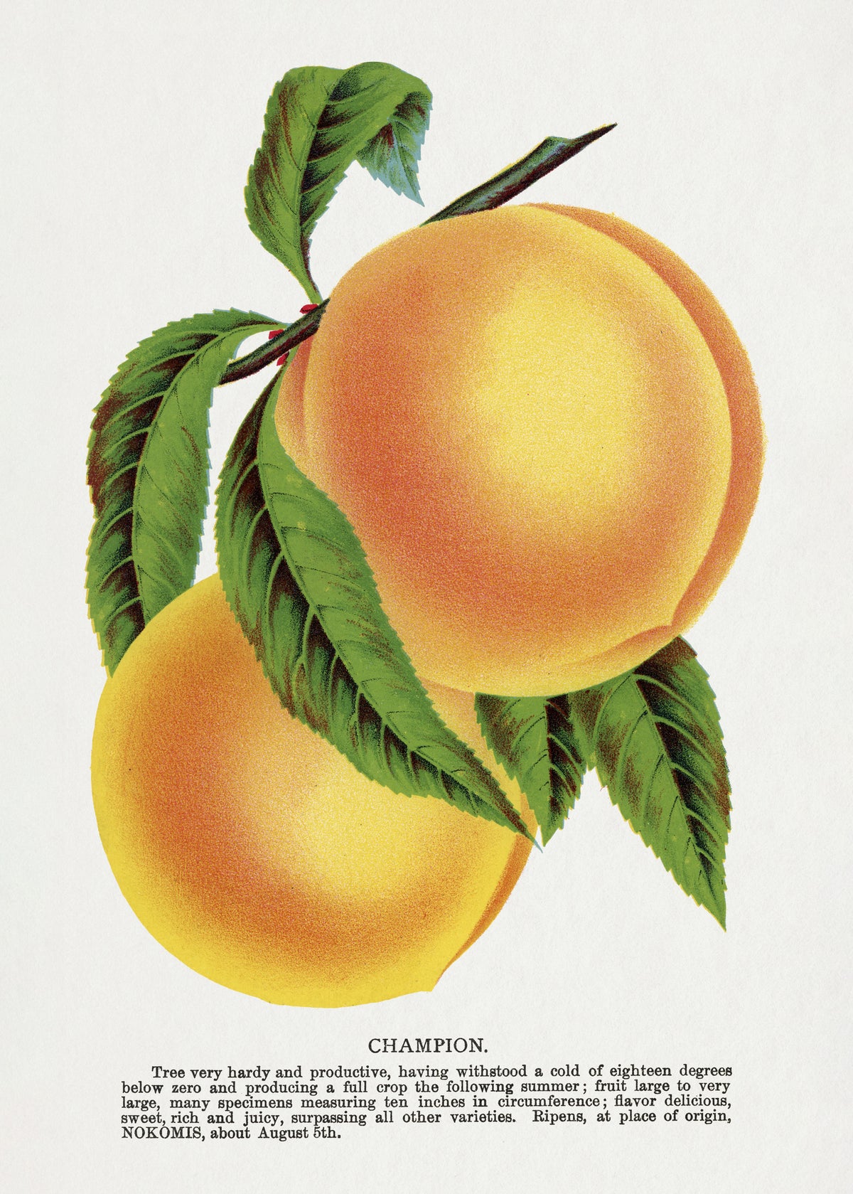 framedposter-print-champion-plum-lithograph