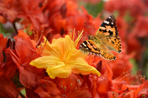 aluminium-print-schmetterling-498