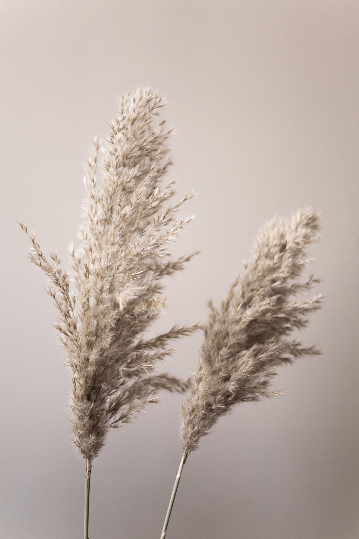framedcanvas-print-grass-22x