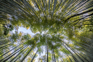 aluminium-print-many-treetops