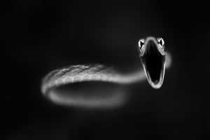 framedcanvas-print-vine-snake-strike